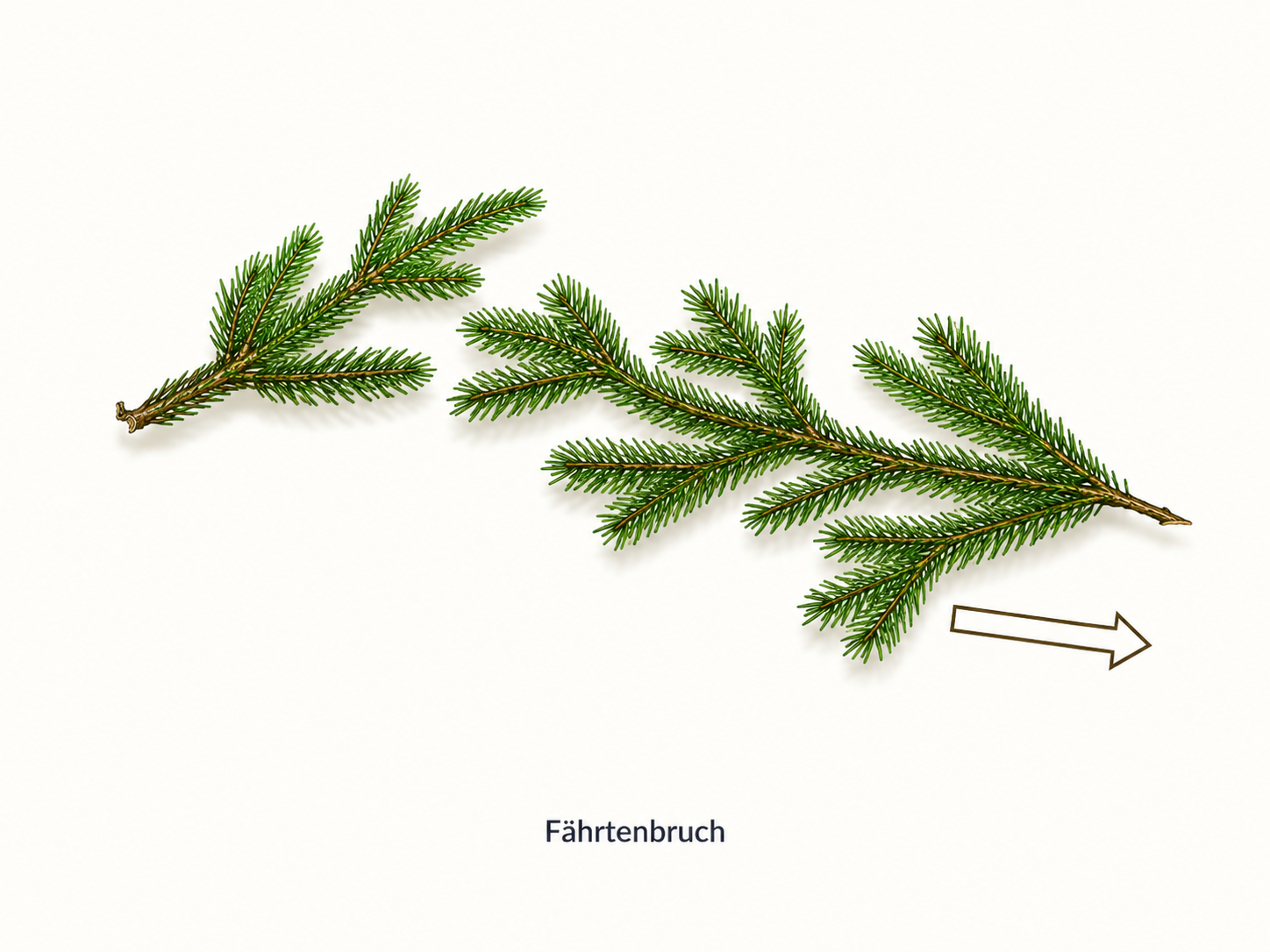 Darstellung eines Fährtenbruchs aus Fichte
