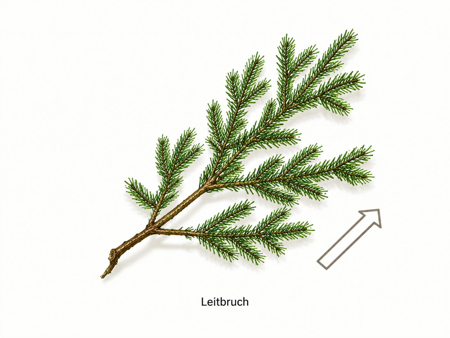 Darstellung eines Leitbruchs aus Fichte