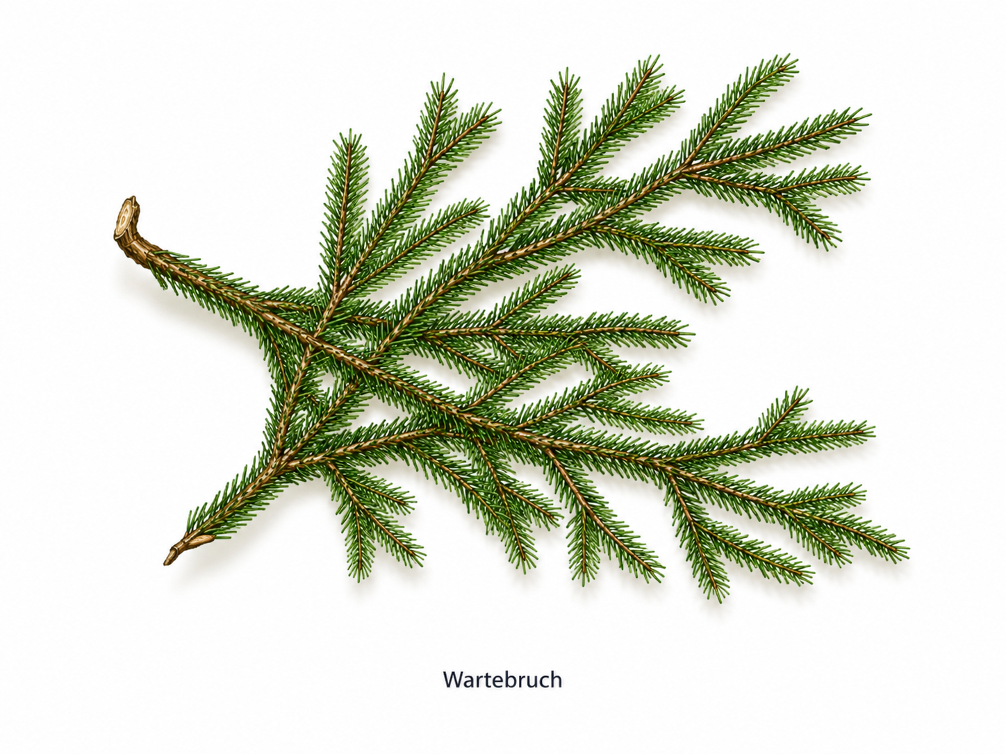 Darstellung eines Wartebruchs aus Fichte