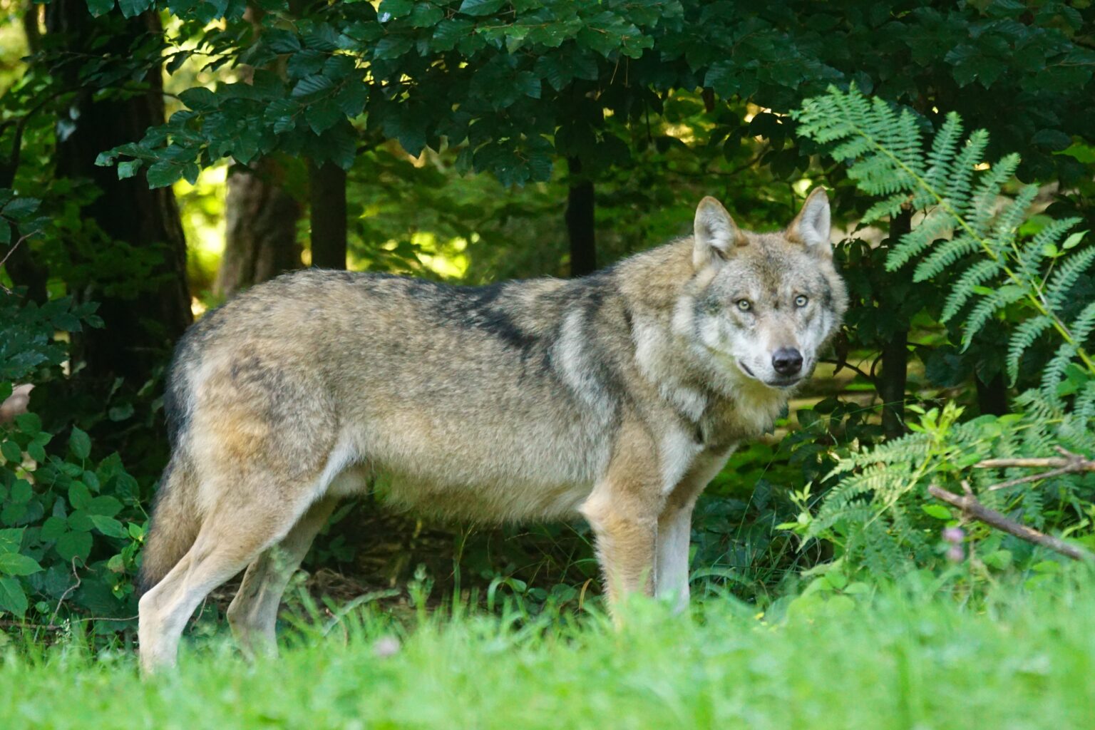 Grauwolf am Waldrand zwischen Farnen