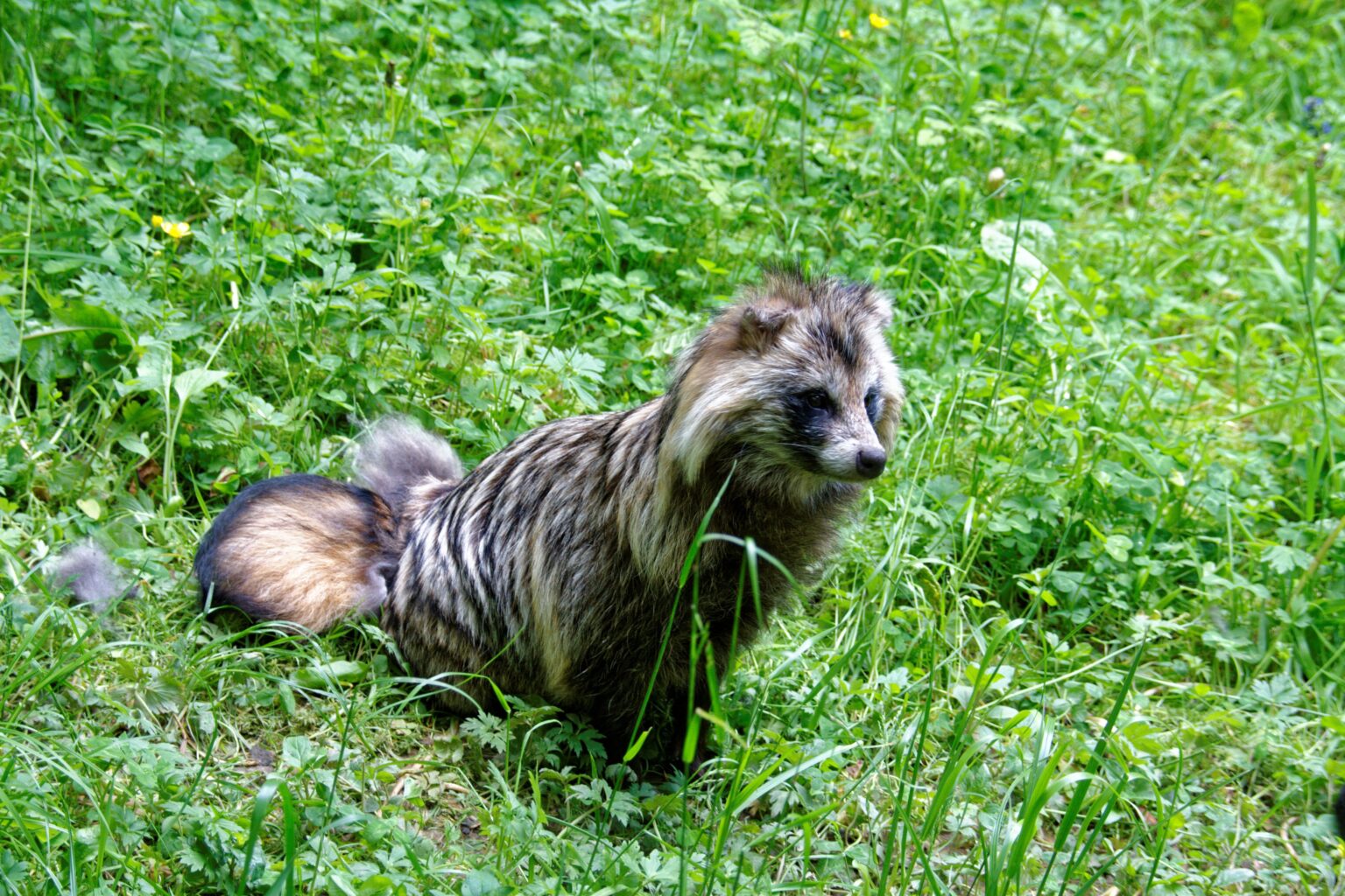 Marderhund mit dunkler Gesichtsmaske im Gras