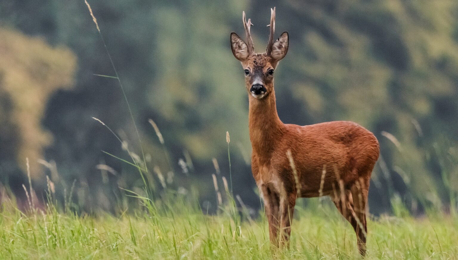 Rehbock im rotbraunen Sommerhaar auf einer Wiese