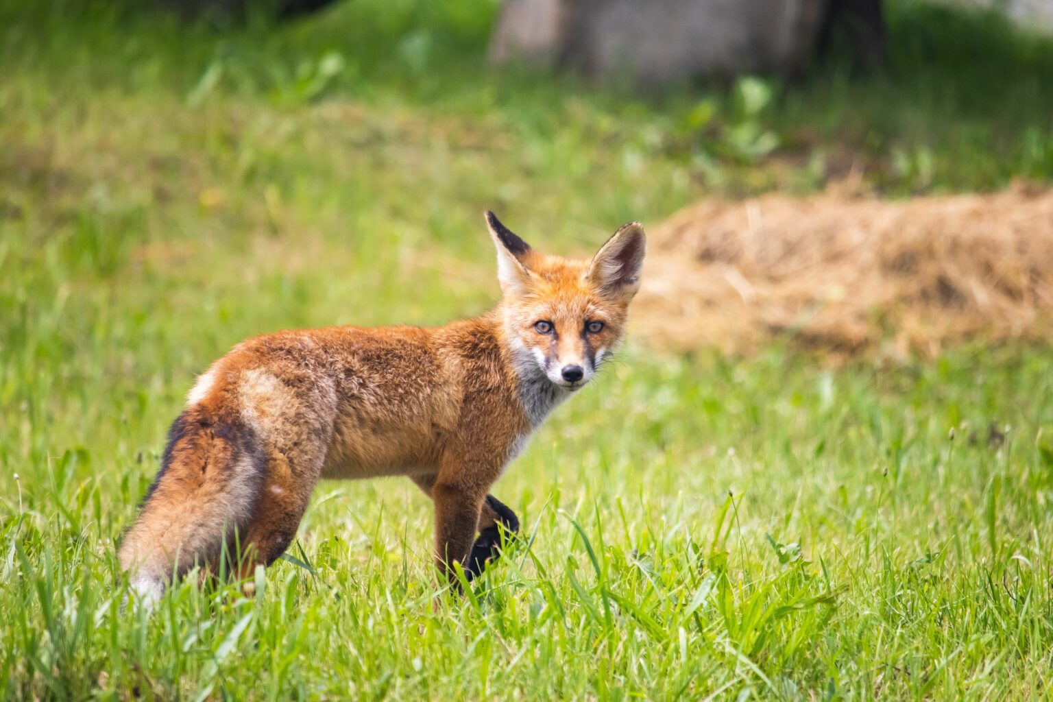 Rotfuchs auf einer Wiese, zurückblickend
