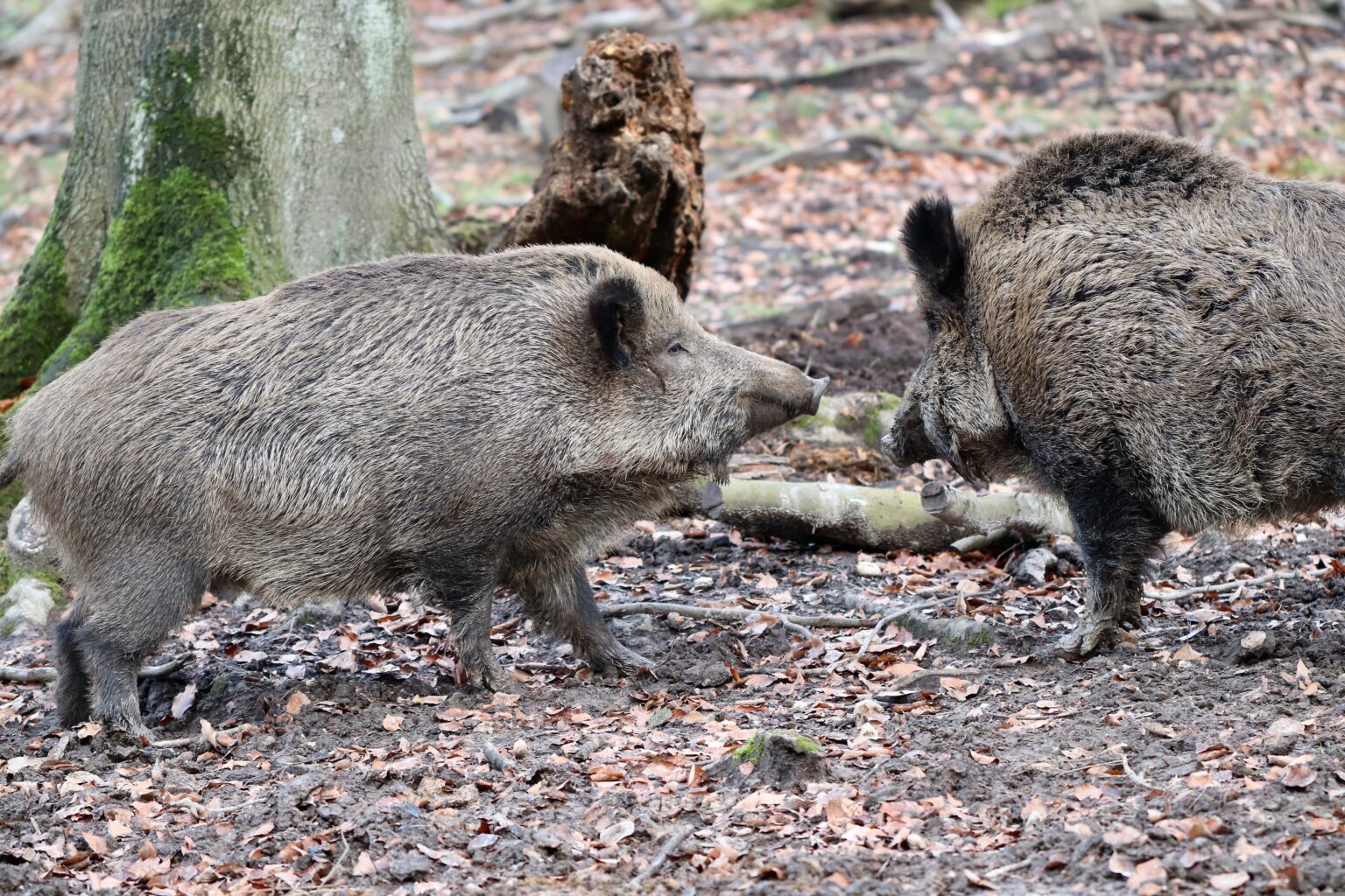 Zwei Wildschweine im Herbstlaub eines Laubwaldes
