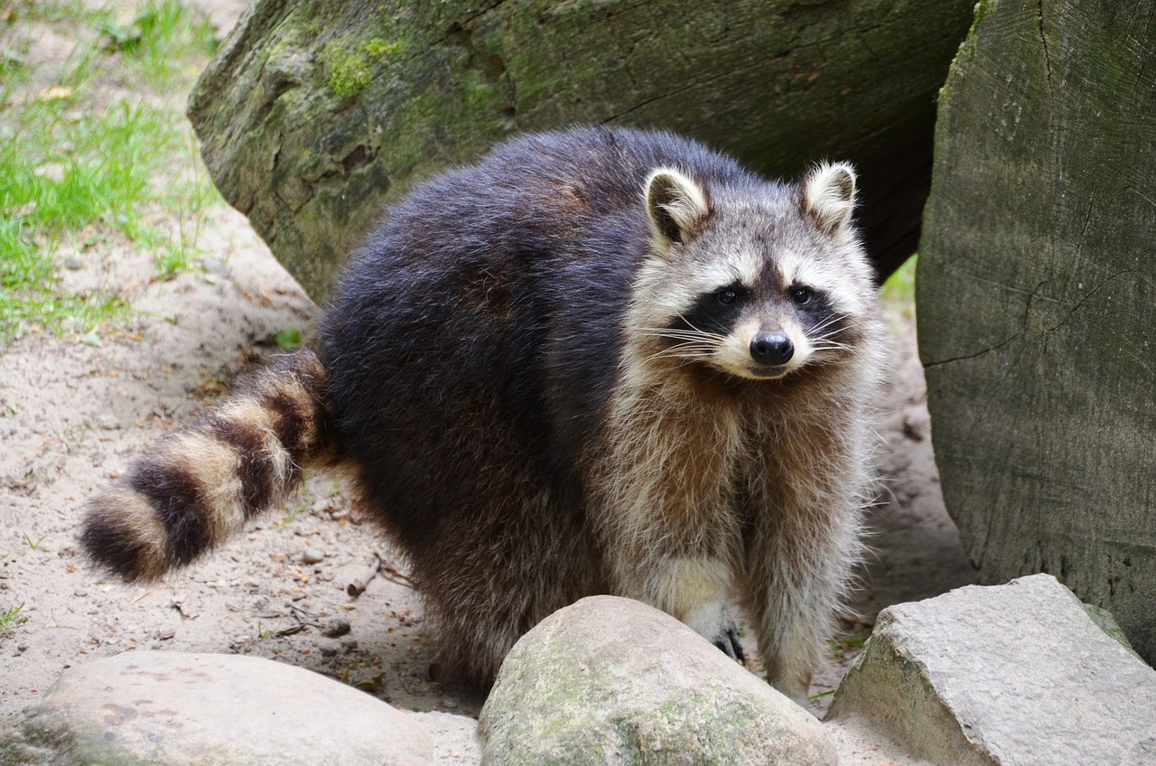 Waschbär zwischen Steinen mit deutlich geringeltem Schwanz