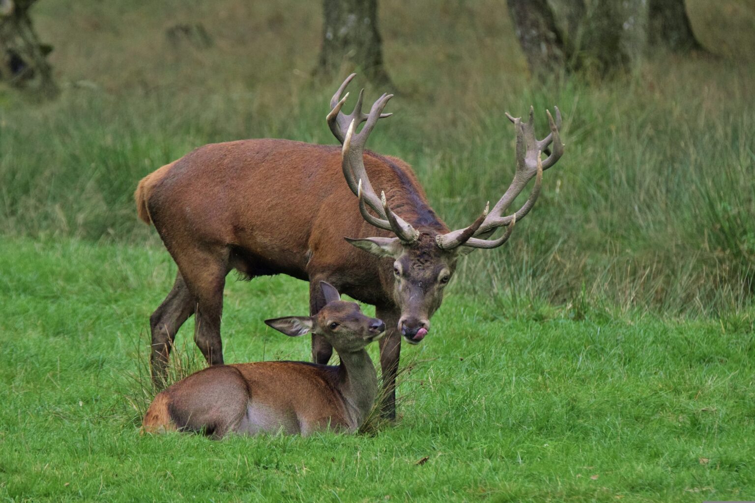 Rothirsch mit Geweih neben einem liegenden Alttier auf einer Wiese